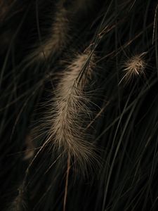 Preview wallpaper grass, spikelets, macro, plant