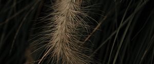 Preview wallpaper grass, spikelets, macro, plant