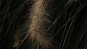 Preview wallpaper grass, spikelets, macro, plant