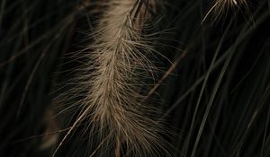 Preview wallpaper grass, spikelets, macro, plant