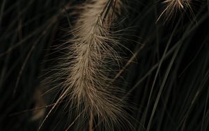 Preview wallpaper grass, spikelets, macro, plant