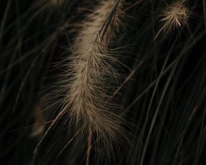 Preview wallpaper grass, spikelets, macro, plant