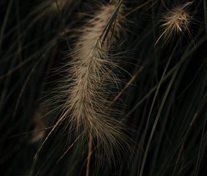 Preview wallpaper grass, spikelets, macro, plant