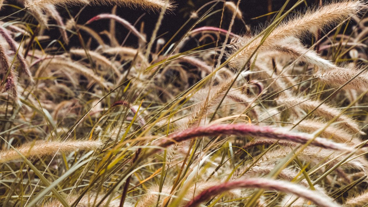 Wallpaper grass, spikelets, plants, field