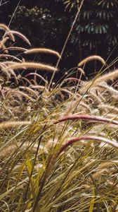 Preview wallpaper grass, spikelets, plants, field