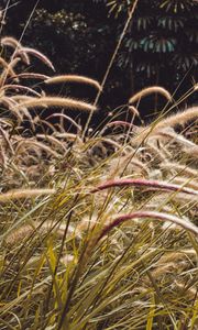 Preview wallpaper grass, spikelets, plants, field