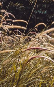 Preview wallpaper grass, spikelets, plants, field