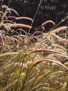 Preview wallpaper grass, spikelets, plants, field