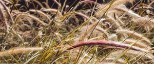 Preview wallpaper grass, spikelets, plants, field