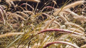 Preview wallpaper grass, spikelets, plants, field