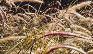 Preview wallpaper grass, spikelets, plants, field