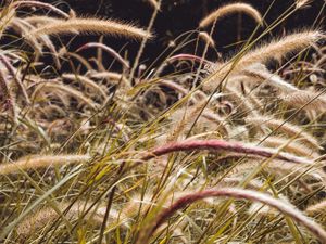 Preview wallpaper grass, spikelets, plants, field