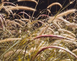 Preview wallpaper grass, spikelets, plants, field