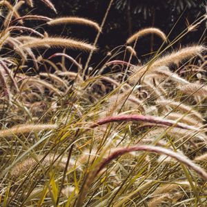 Preview wallpaper grass, spikelets, plants, field