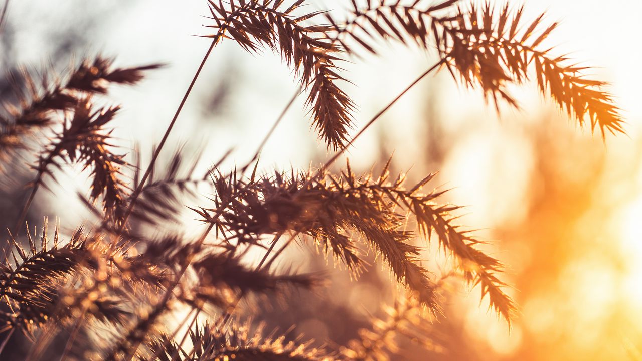 Wallpaper grass, spikelets, plants, macro, light