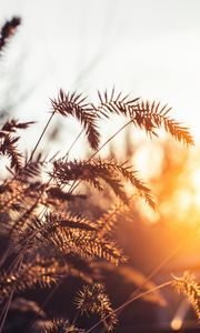 Preview wallpaper grass, spikelets, plants, macro, light