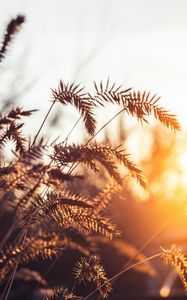 Preview wallpaper grass, spikelets, plants, macro, light