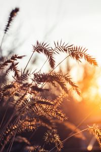 Preview wallpaper grass, spikelets, plants, macro, light