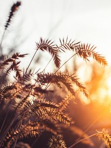 Preview wallpaper grass, spikelets, plants, macro, light