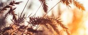 Preview wallpaper grass, spikelets, plants, macro, light