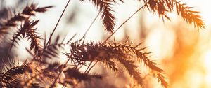 Preview wallpaper grass, spikelets, plants, macro, light