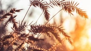 Preview wallpaper grass, spikelets, plants, macro, light