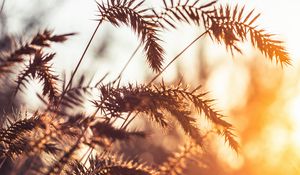 Preview wallpaper grass, spikelets, plants, macro, light