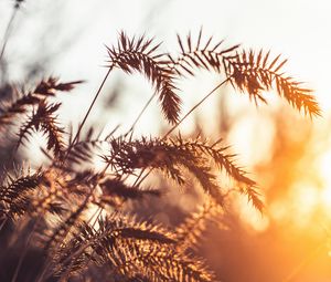 Preview wallpaper grass, spikelets, plants, macro, light