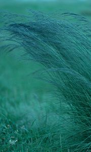 Preview wallpaper grass, spikelets, plants, green