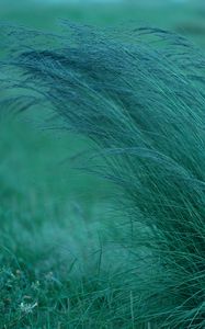 Preview wallpaper grass, spikelets, plants, green