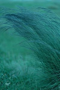 Preview wallpaper grass, spikelets, plants, green