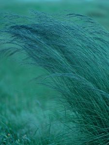 Preview wallpaper grass, spikelets, plants, green