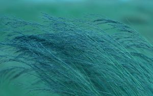 Preview wallpaper grass, spikelets, plants, green