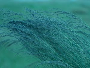 Preview wallpaper grass, spikelets, plants, green