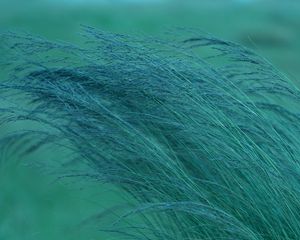 Preview wallpaper grass, spikelets, plants, green