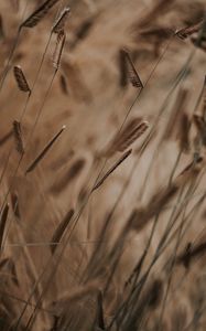 Preview wallpaper grass, spikelets, stems, macro, plants