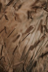 Preview wallpaper grass, spikelets, stems, macro, plants