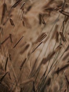 Preview wallpaper grass, spikelets, stems, macro, plants