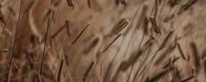 Preview wallpaper grass, spikelets, stems, macro, plants