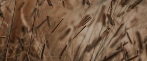 Preview wallpaper grass, spikelets, stems, macro, plants