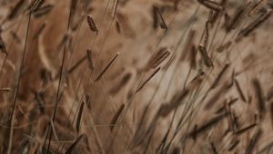 Preview wallpaper grass, spikelets, stems, macro, plants