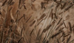 Preview wallpaper grass, spikelets, stems, macro, plants