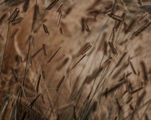 Preview wallpaper grass, spikelets, stems, macro, plants