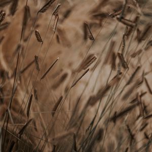 Preview wallpaper grass, spikelets, stems, macro, plants