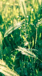 Preview wallpaper grass, spikes, wind, twist