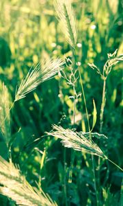 Preview wallpaper grass, spikes, wind, twist