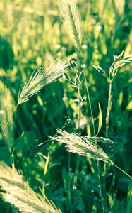 Preview wallpaper grass, spikes, wind, twist