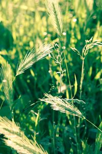 Preview wallpaper grass, spikes, wind, twist