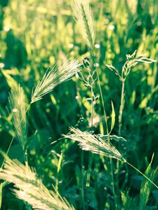 Preview wallpaper grass, spikes, wind, twist