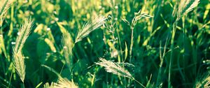 Preview wallpaper grass, spikes, wind, twist